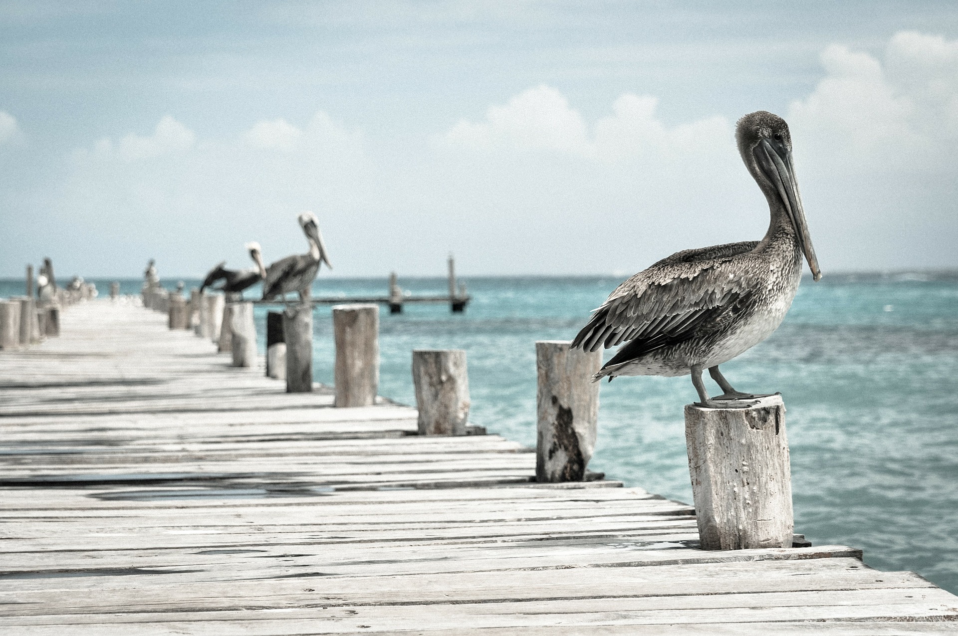 Pelicans on a Pier Peering Perplexedly at the Perfectly Peaceful Sea